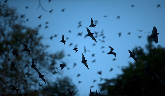A flock of bats flies overhead in silhouette under a blue sky