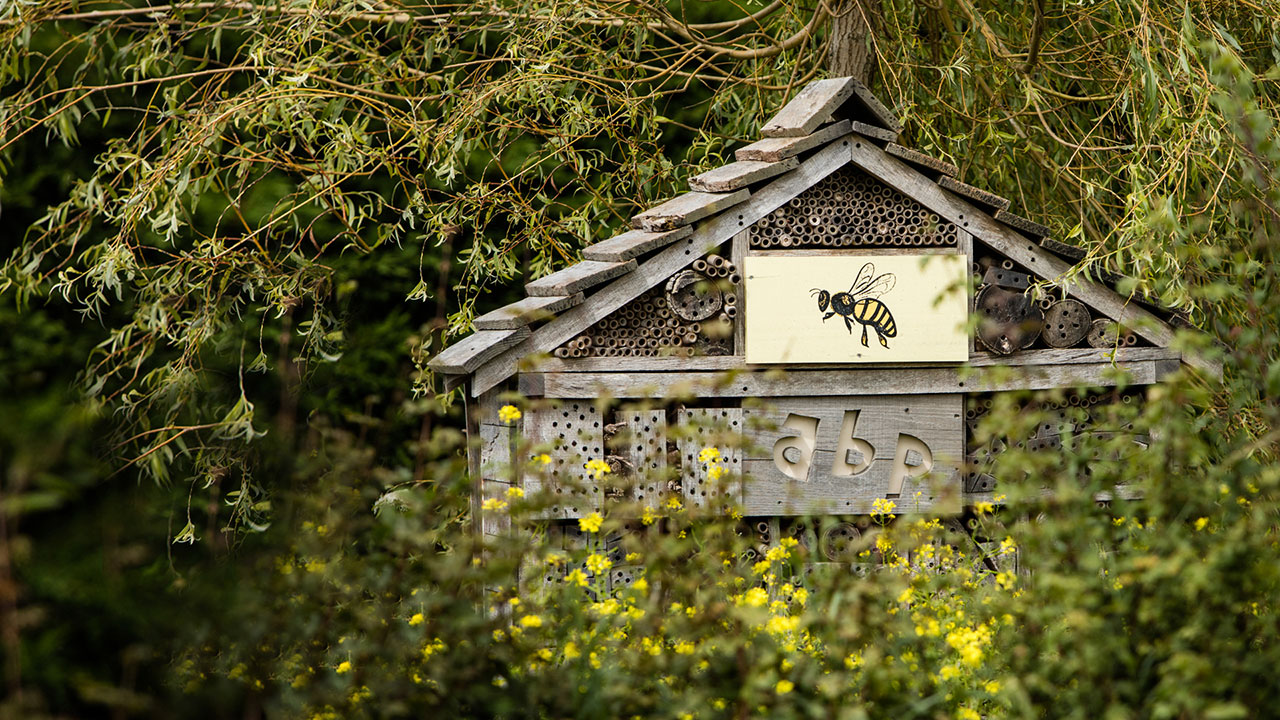 A bee house is surrounded by greenery and yellow wild flowers