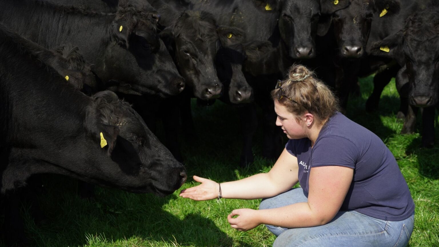 ABP UK R&D Farm Lady feeding cattle