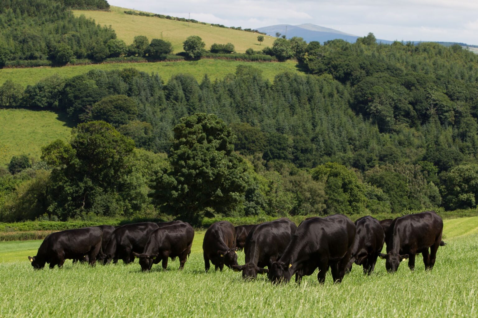 Cattle at ABP Clonegal Farm in Carlow