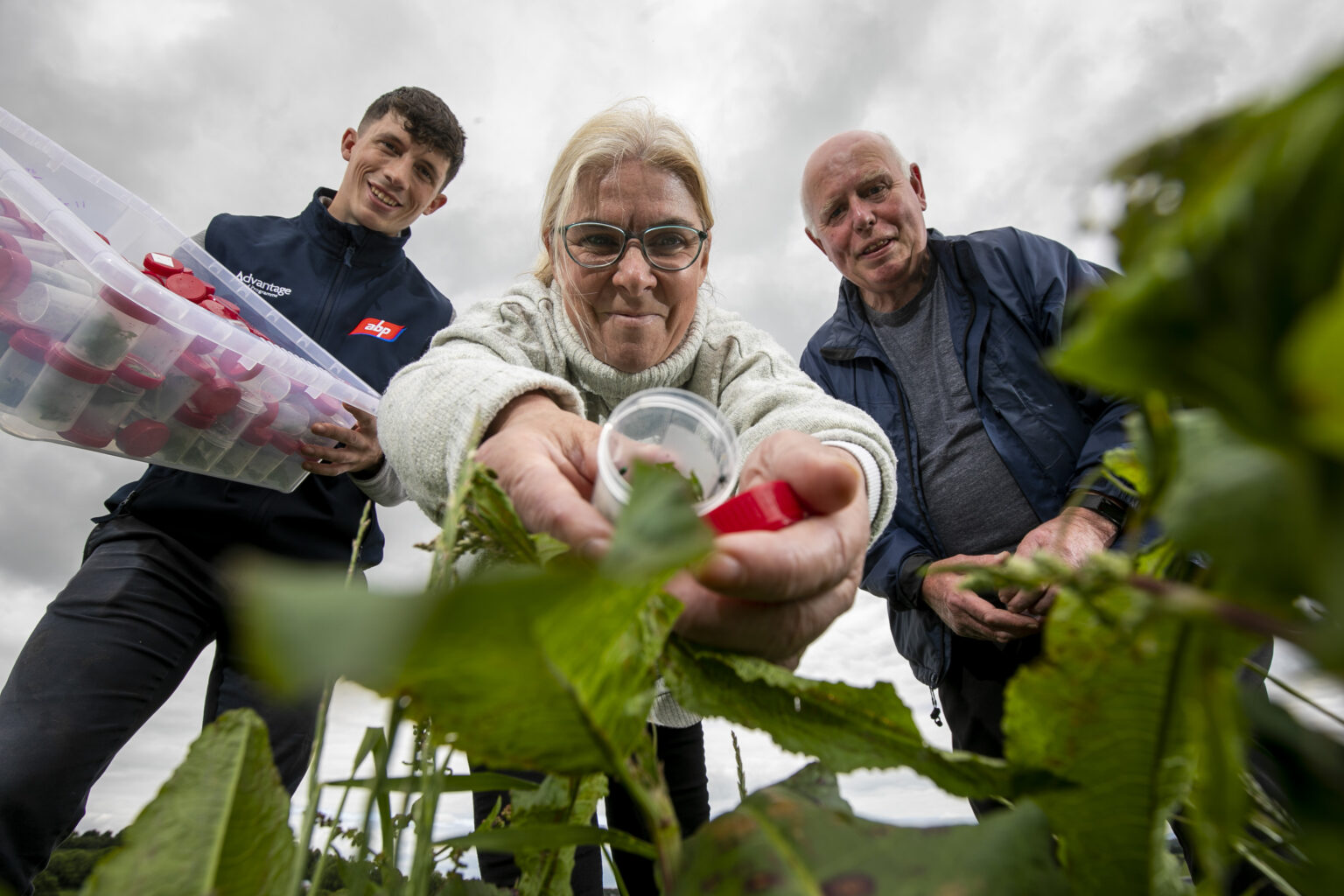 ABP Recruits Irish Beetles to Tackle War on Dock Leaves at Demo Farm