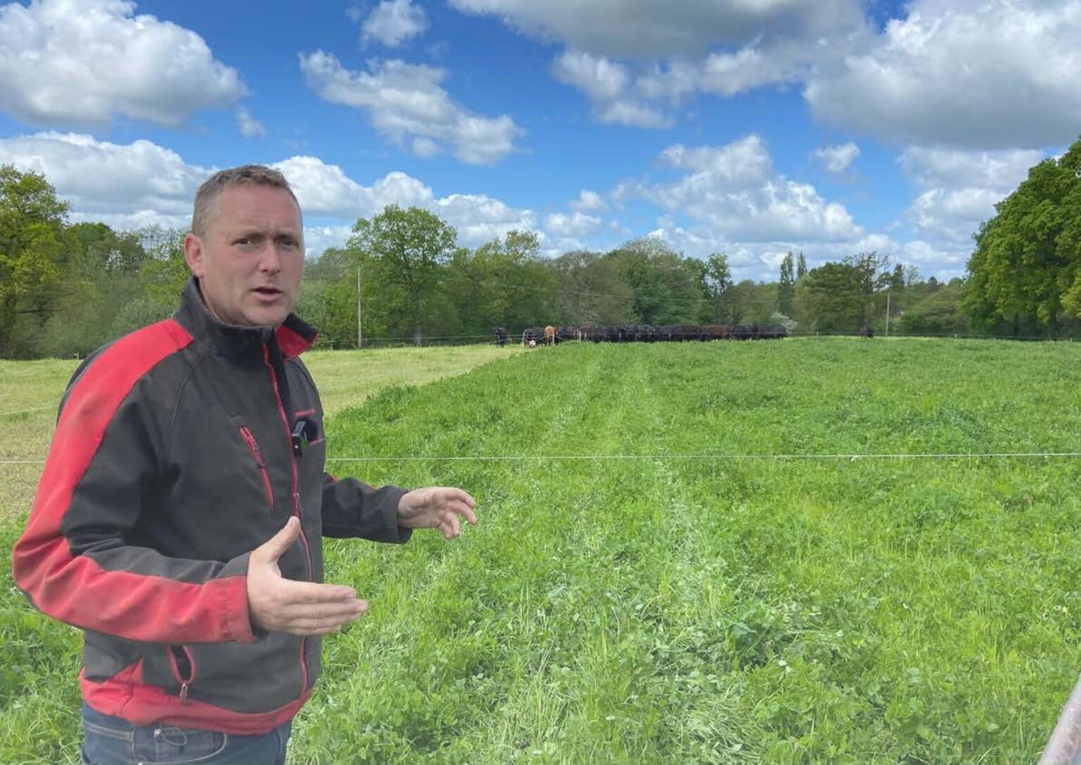ABP PRISM 2030 farmer Ian Norbury pictured in a field in front of cattle , with bushes in the background and blue sky
